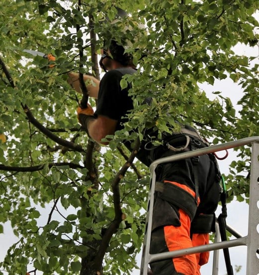 Élagage Abattage Service