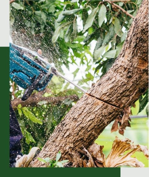 Élagage Abattage Service